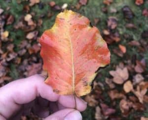 Red leaf