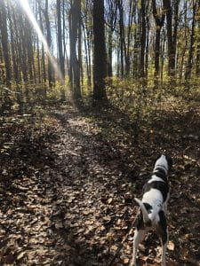 dog in woods